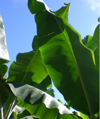 picture of leaves